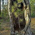 Сумчатая сосна pic