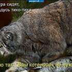 Кайф! Отличные и фотка и подпись! pic