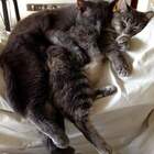"Коты-трубочисты"