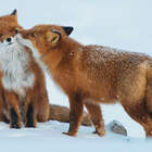 Лисунчик pic