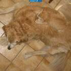 Трудно найти рыжую кошку на рыжей собаке на рыжем полу... pic