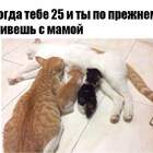 Пока кошка спит и Папаша присосался pic