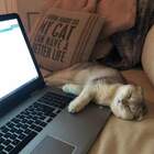 "У кота жизнь и так прекрасна. Куда ещё лучше?"