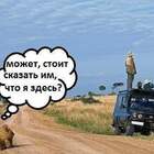лев где-то рядом, я его задницей чувствую! pic