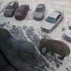 Здесь все занято, пошли в соседний двор парковаться. pic