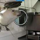 белка, подумал механик, суровая северная белка! pic