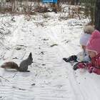 Похоже, что белка - это животное, знают только дети! pic
