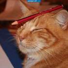 поза Котоса pic