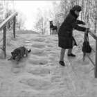 Хозяйка, когти выпускай! pic