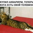 Люблю эту передачу - и про животных и про еду. pic