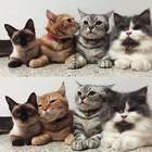 Дамский угодник: pic
