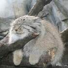 Кот Баюн pic