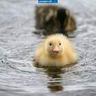 Свой среди чужих... pic