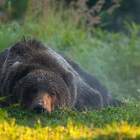 Где ты ходишь мой грибник pic