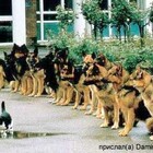 Васька свой район держит крепко pic