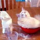 Чую: будут пироги с котятами pic