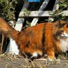 Bob, вообщето это кошка, русская кошка, щас она козла остановит и начнёт собаку спасать pic