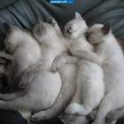 Потому что мы пазлыы!! pic