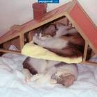Так вот ты какой - кошкин дом! pic