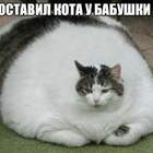 Хозяева этого кота медленно убивают своего кота pic