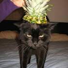 С черными котами так не шутят... pic