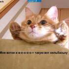 Чудо-котэ! pic
