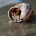 Морской котик pic