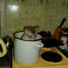 суп с котом pic