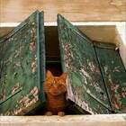 В гостях у сказки для котят pic