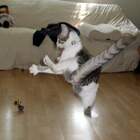котэ-каратэ pic