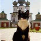 Новый Батюшка. pic