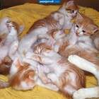 В глазах не двоится, а котится! pic