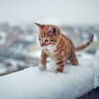 тигр в Гималаях pic
