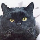 фотография на паспорт серьезного кота pic