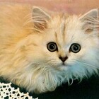 Солнце ты моё волосатое, блохастое pic