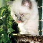 Я некрасивый? pic