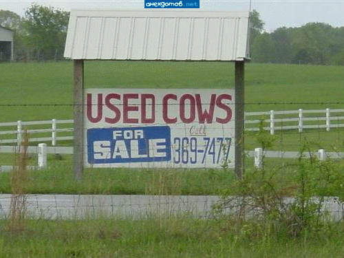 Использованные коровы - ну щас пойдут комменты от ceксуально неудовлетворенных ковбоев :-)