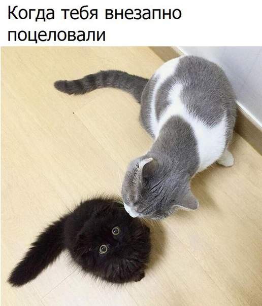 "Куда целовать-то?"