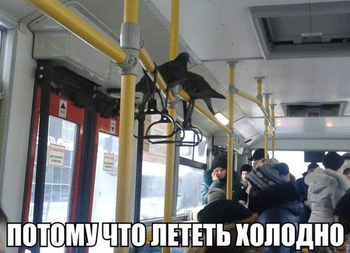 Зайцы