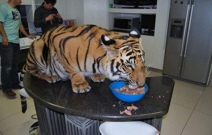 А ну, сгони кота со стола!