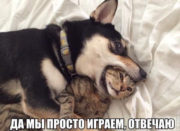 Мои требования три кило мяса и кот не пострадает!