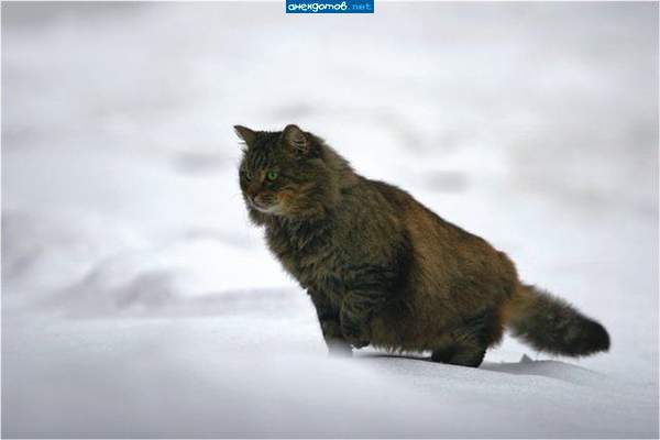 я сибирский кот и снег моя стихия