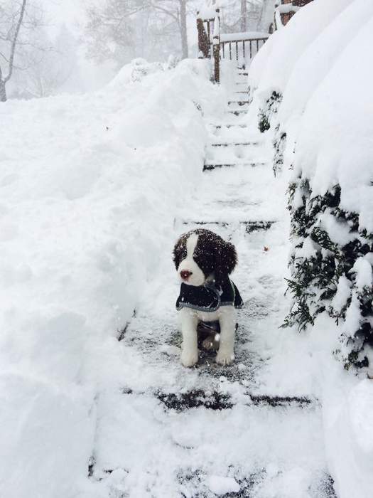 Выгнали погулять...