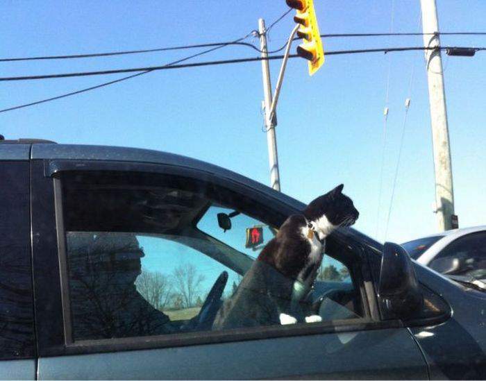 Резче давай! Уйдет ведь гад...