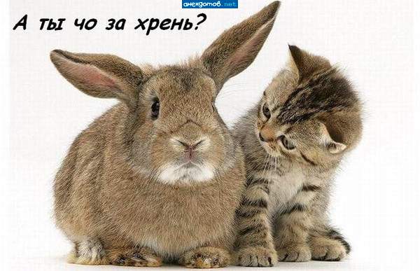-А я кузен...