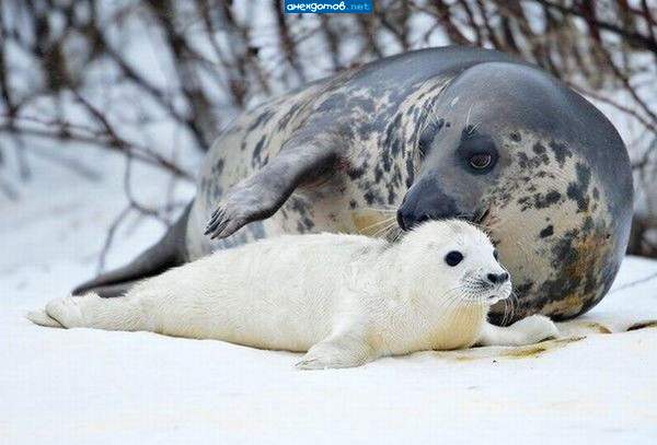 самое неприятно то, что охотятся именно на детёнышей из за этого белого