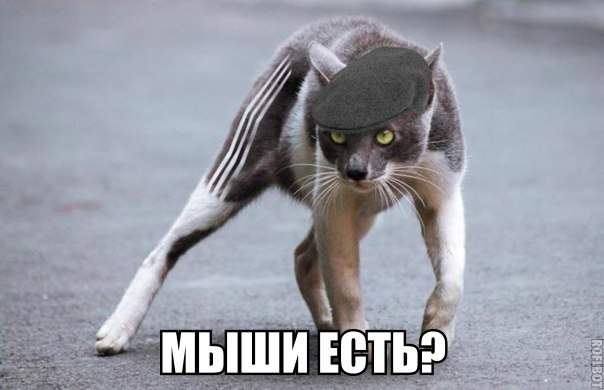 Авторитетный стиляга