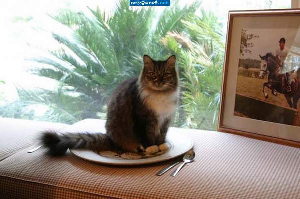 для приготовления чебурека готов!!