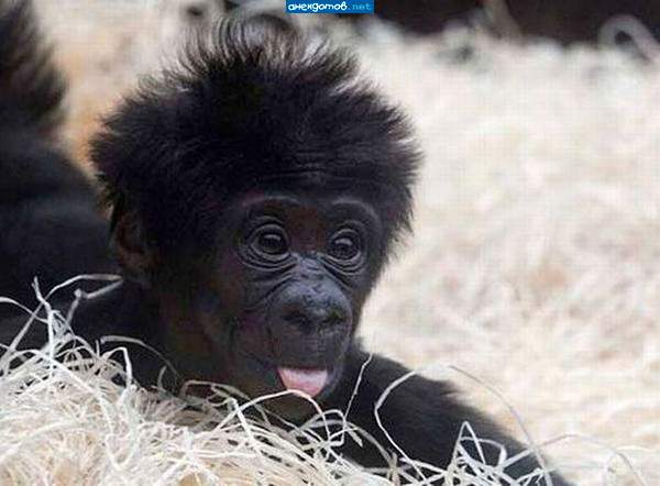 У Киркорова родился ещё один ребенок. И тоже неизвестно от кого.