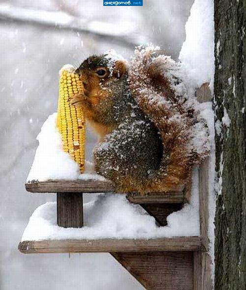 Помянем Никиту Сергеевича...